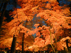 f:id:nkmr:20051129154842j:image:w150