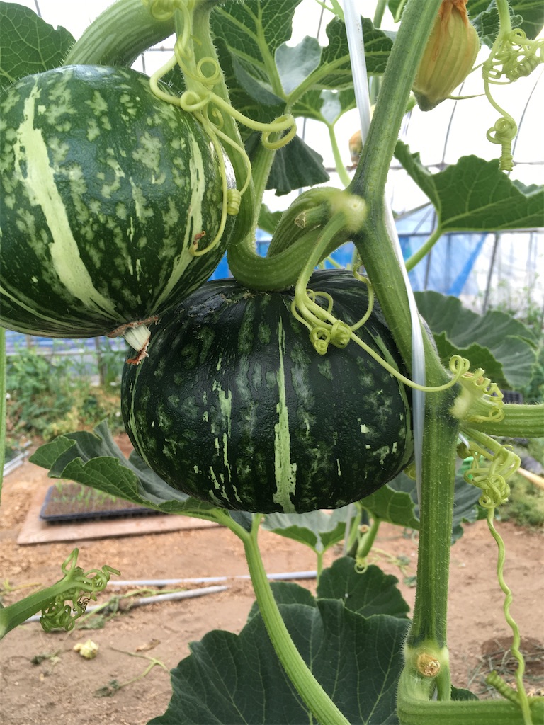 f:id:nknfarm:20200517114104j:image f:id:nknfarm:20200517114104j:image
