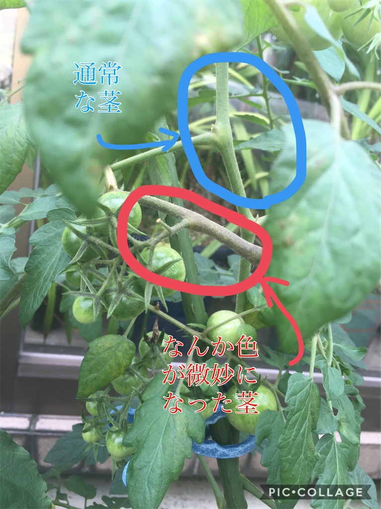 f:id:nknfarm:20200709145806j:image f:id:nknfarm:20200709145806j:image