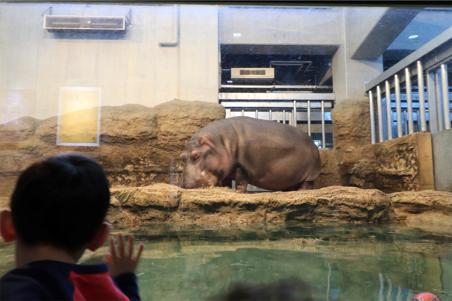 f:id:nknn-3:20190515215255j:image 円山動物園の食事中のカバ