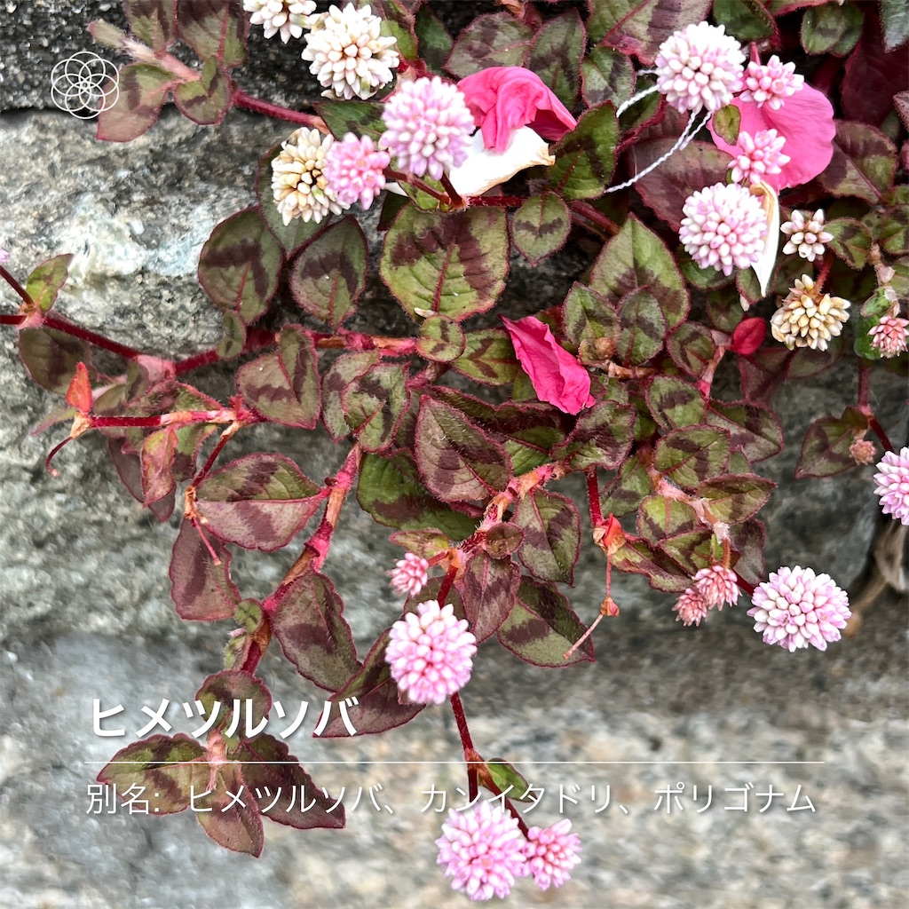f:id:nkobi1121:20220415202442j:image