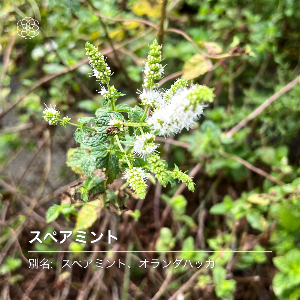 f:id:nkobi1121:20220812191931j:image