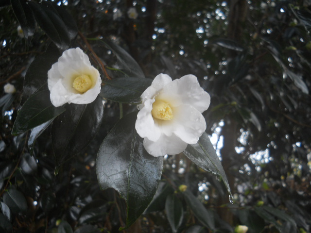 冬の花 白侘助 日光園芸だより ｕｒｌ引っ越しました