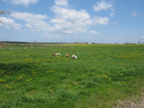 f:id:nkouchi:20120531224651j:image