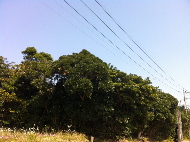 f:id:nksmasm:20120314121612j:image