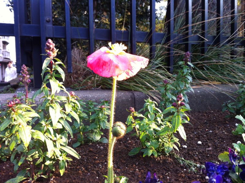 f:id:nksmasm:20120324170915j:image