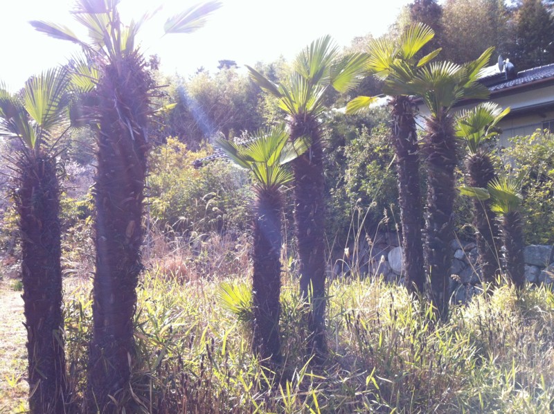 f:id:nksmasm:20120408144201j:image