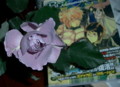 f:id:nm1:20100226132150j:image:medium f:id:nm1:20100226132150j:image:medium
