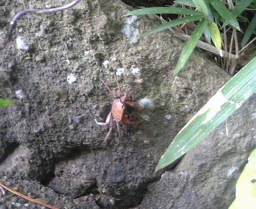 天妃神社に現れたカニ