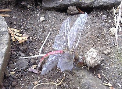 大洗天妃神社に出現した弱った赤トンボ