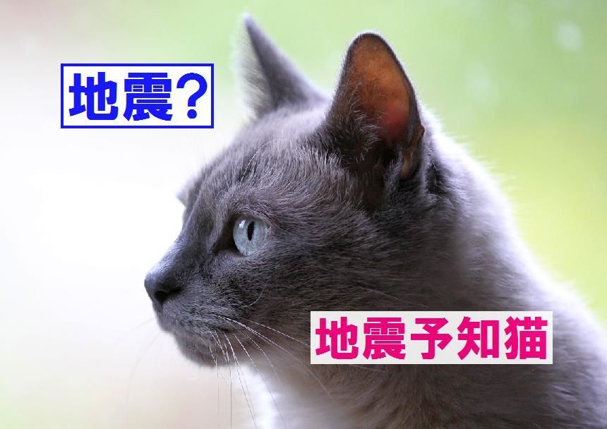 f:id:nmomose:20190204182142j:plain