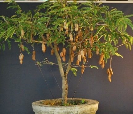 f:id:nmomose:20190225105600j:plain