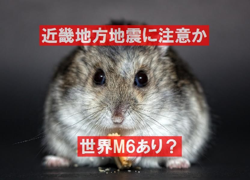 f:id:nmomose:20190304224934j:plain