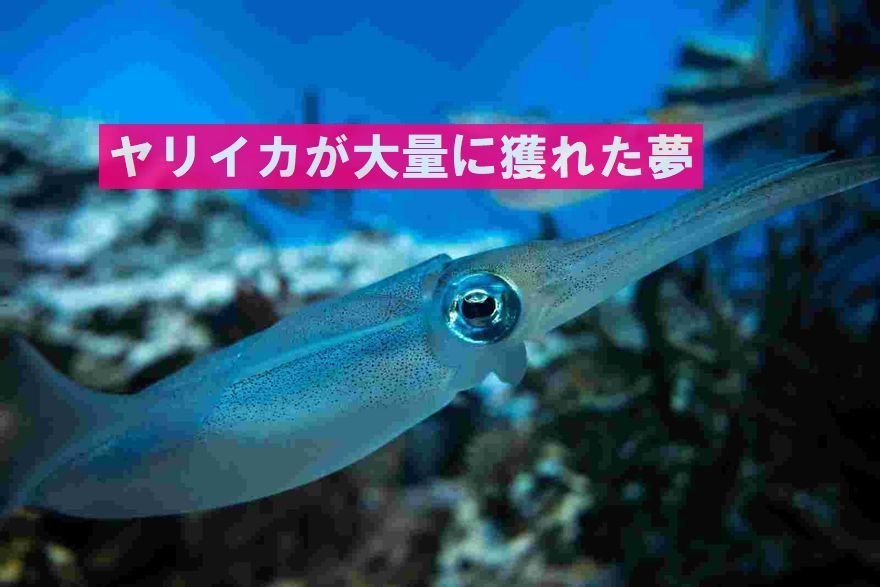 f:id:nmomose:20200725224944j:plain