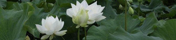 f:id:nmukkun:20220207195518j:plain