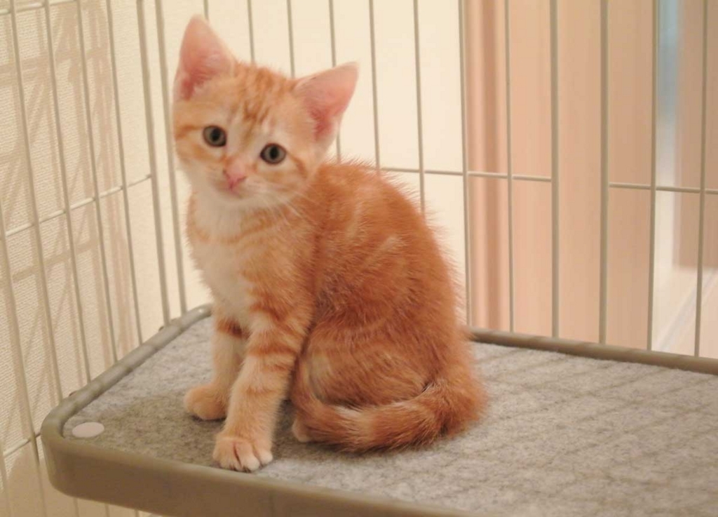 f:id:nn_hokuson:20170816195944j:plain:w400