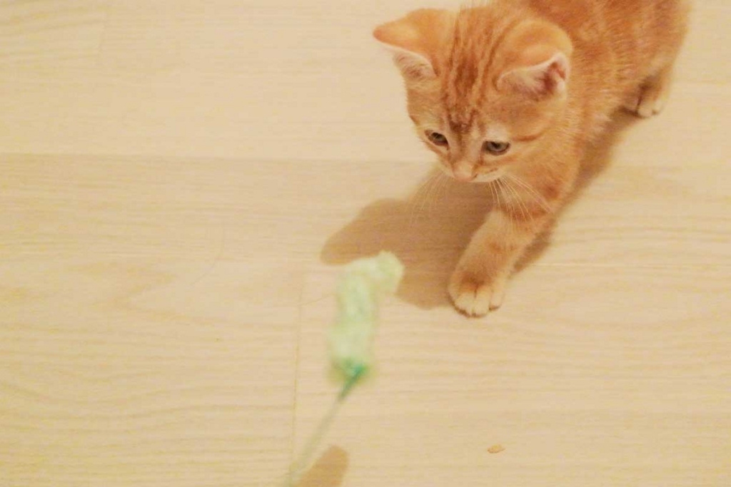 f:id:nn_hokuson:20170816202630j:plain:w500