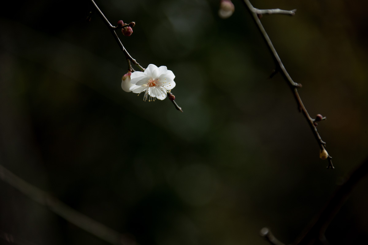 f:id:nnd_power:20210118003529j:plain