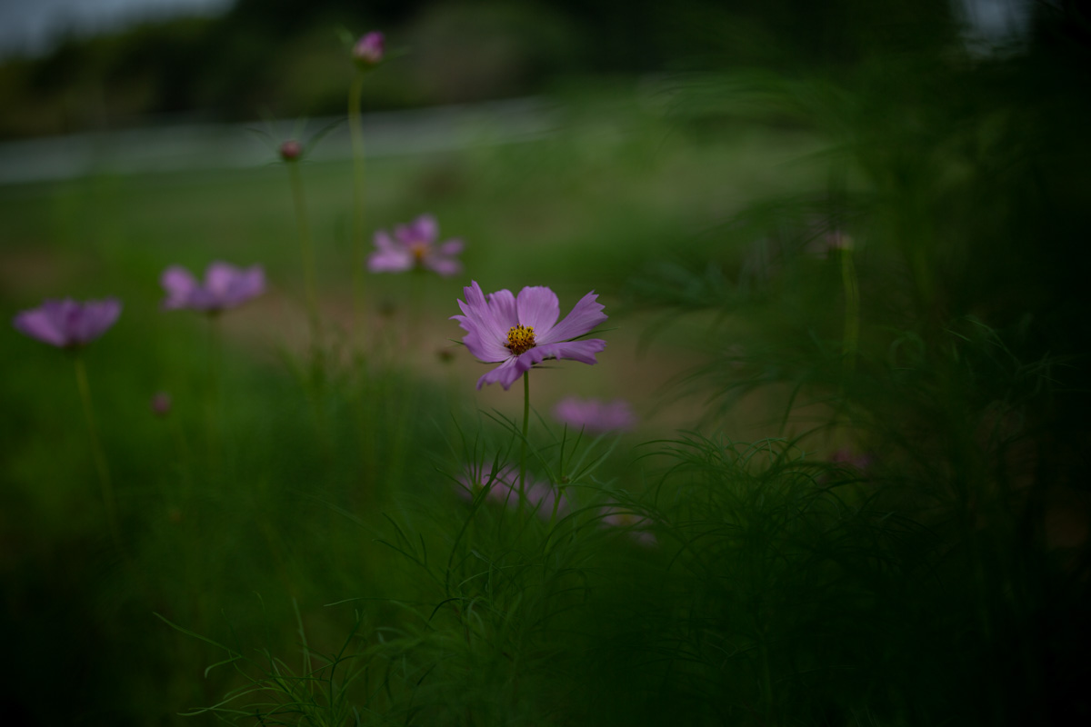 f:id:nnd_power:20210828212109j:plain