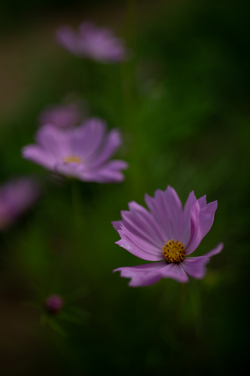 f:id:nnd_power:20210828212113j:plain