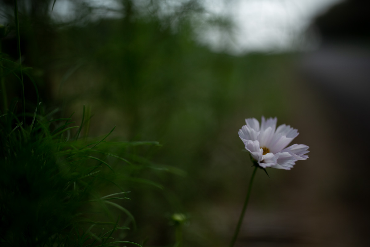 f:id:nnd_power:20210828212122j:plain
