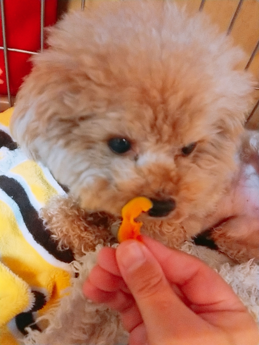 f:id:nneechan:20200318183410j:plain