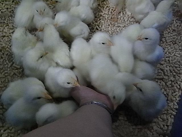 f:id:nnk775:20110807111109j:image:w160 f:id:nnk775:20110807111109j:image:w160