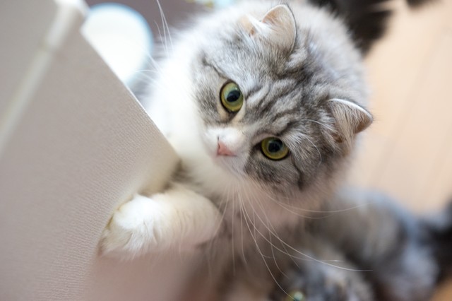 f:id:nnya_nyaa:20190327153843j:plain