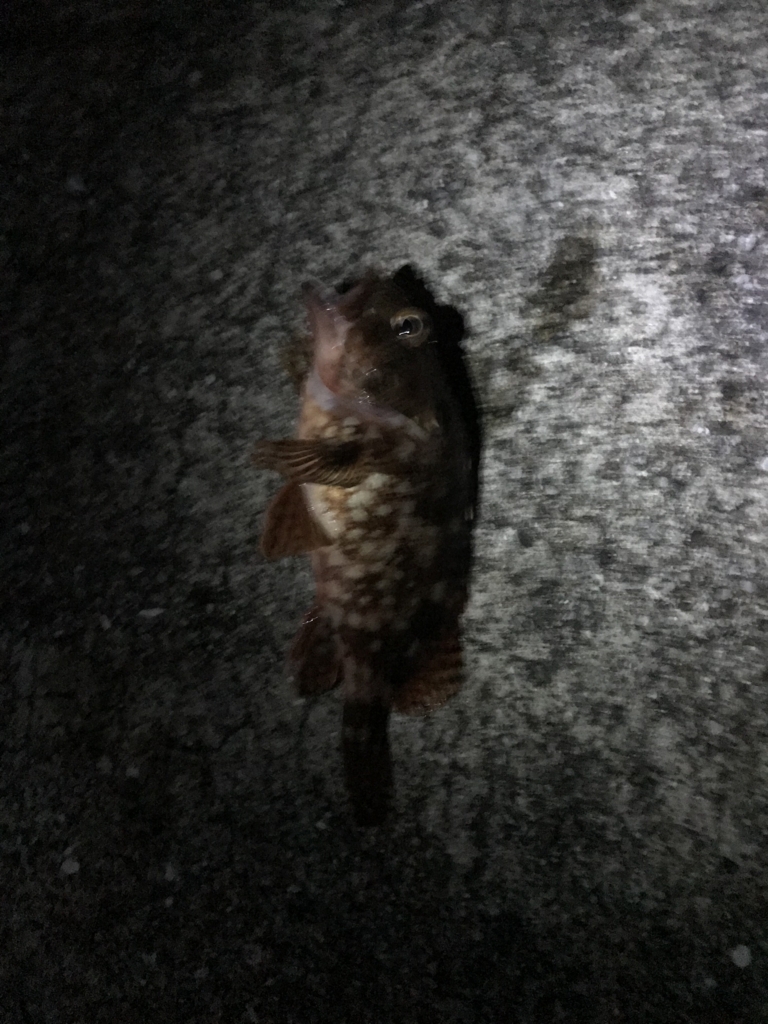 台風後は漁港に魚が集まってる説 ボーッと生きてんじゃねーよ 鯵のことは俺に聞け