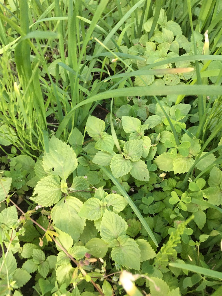 f:id:no-n-o-ji:20200528185933j:image