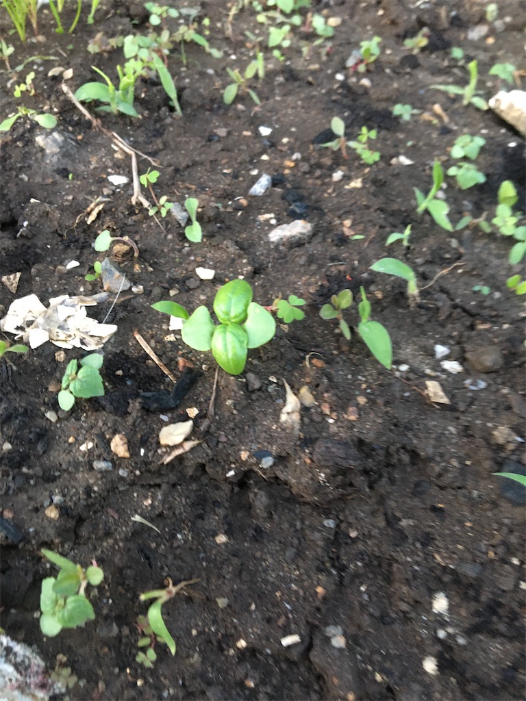 f:id:no-n-o-ji:20200528185941j:image