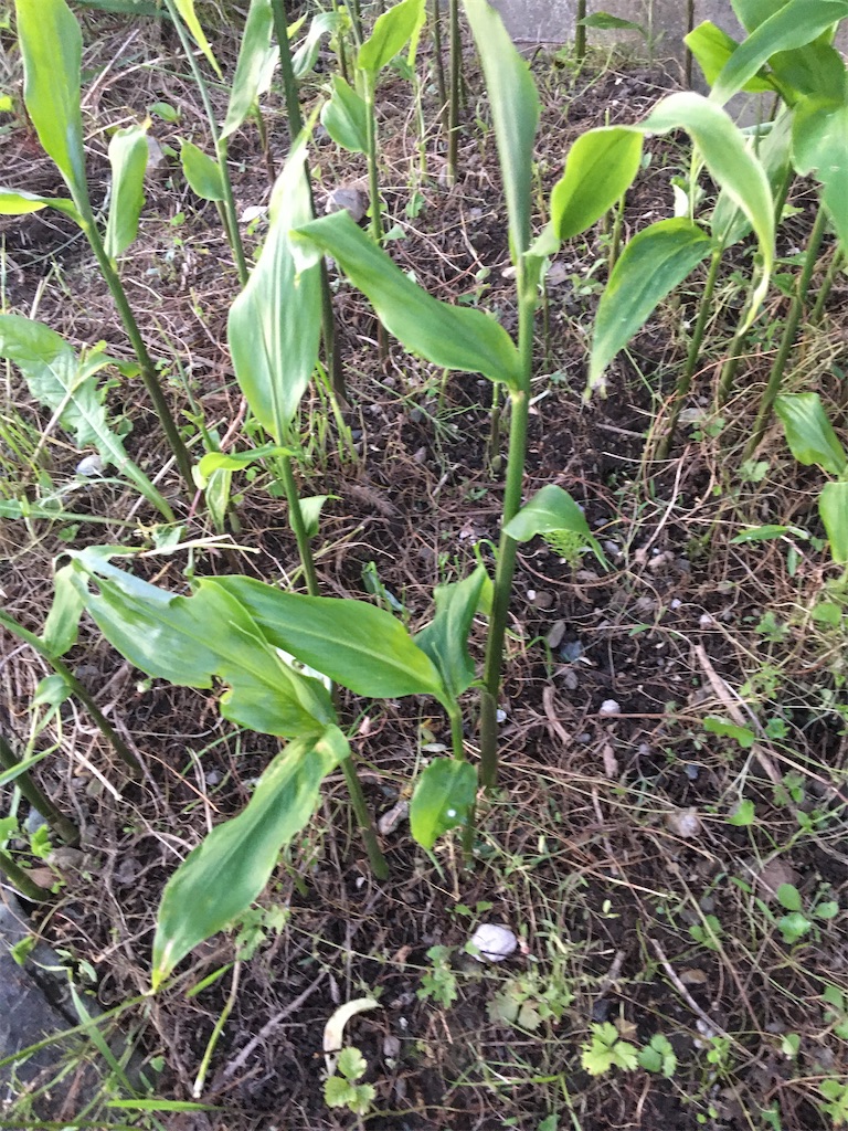 f:id:no-n-o-ji:20200528185949j:image