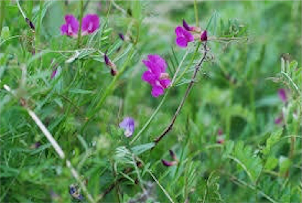 f:id:no-n-o-ji:20200528190640j:image