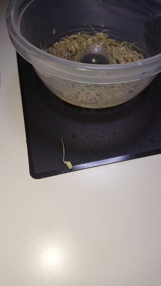 f:id:no-operand:20190622131416j:plain f:id:no-operand:20190622131416j:plain