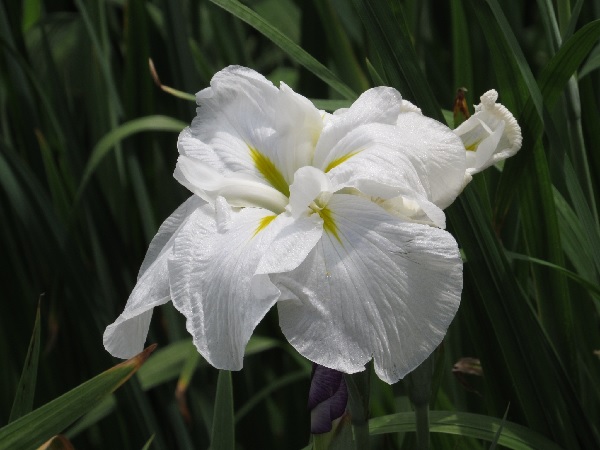 f:id:no-tenki8eh:20190628164724j:plain