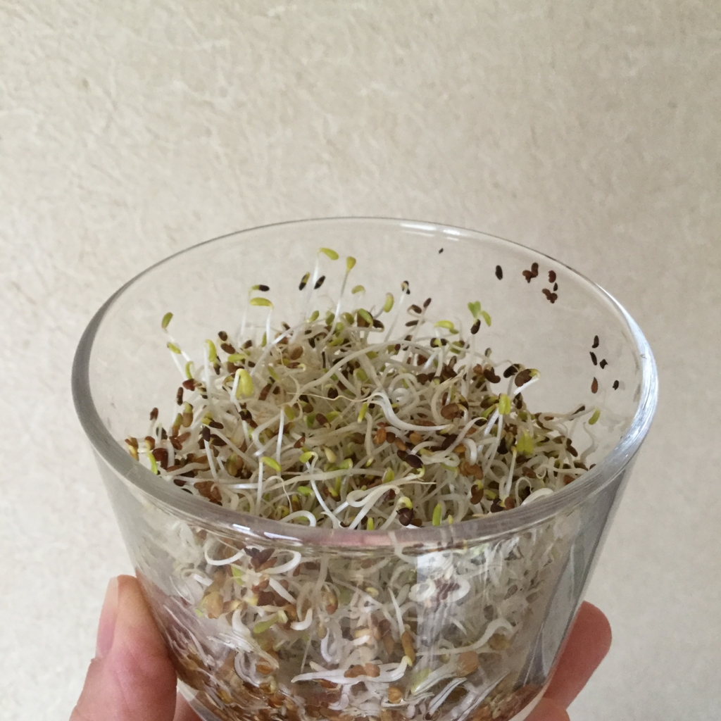 室内菜園 アルファルファのスプラウトを栽培する いつもかばんにスポークを Zero Waste生活を目指すブログ