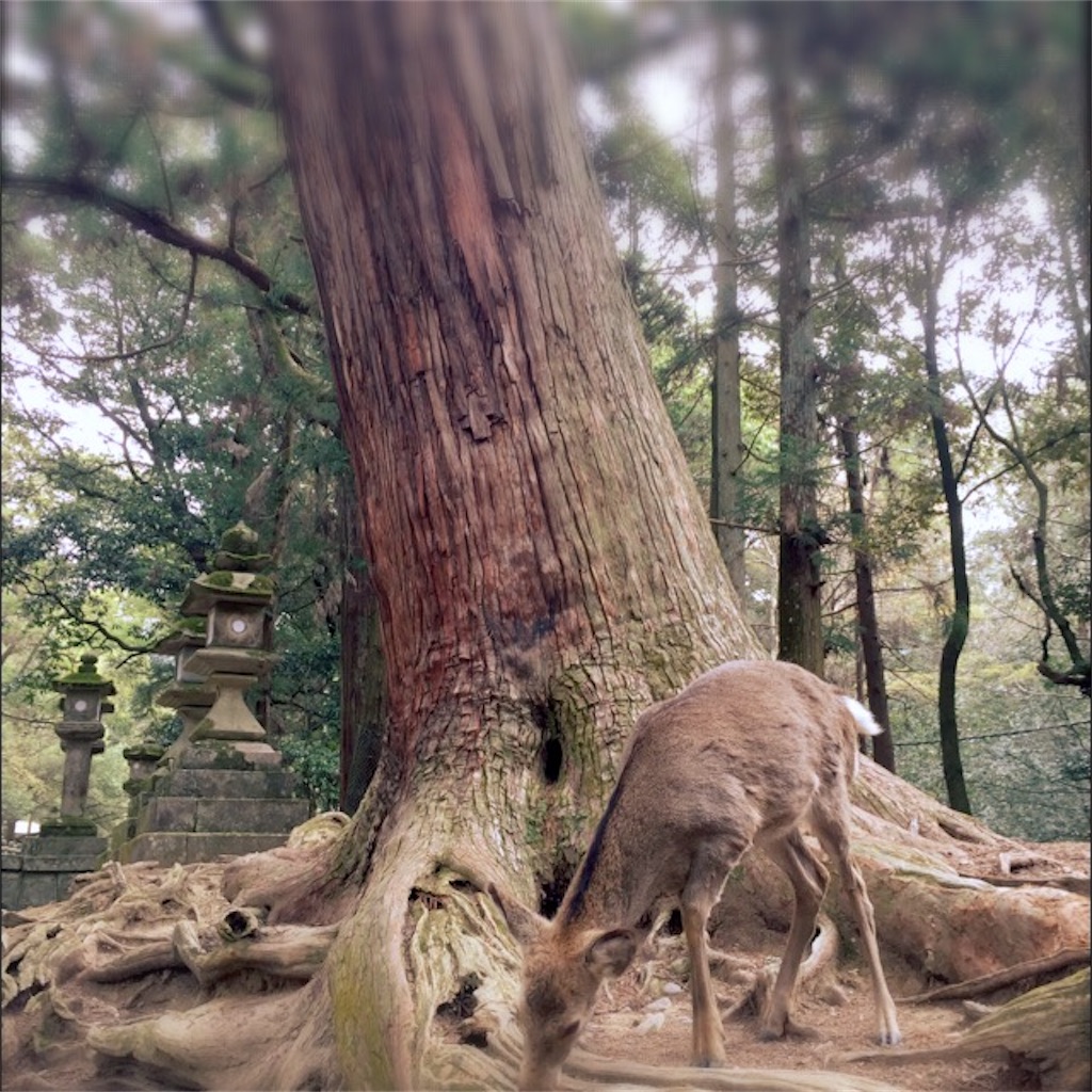 f:id:noacocomiruku-3:20170406212942j:image f:id:noacocomiruku-3:20170406212942j:image