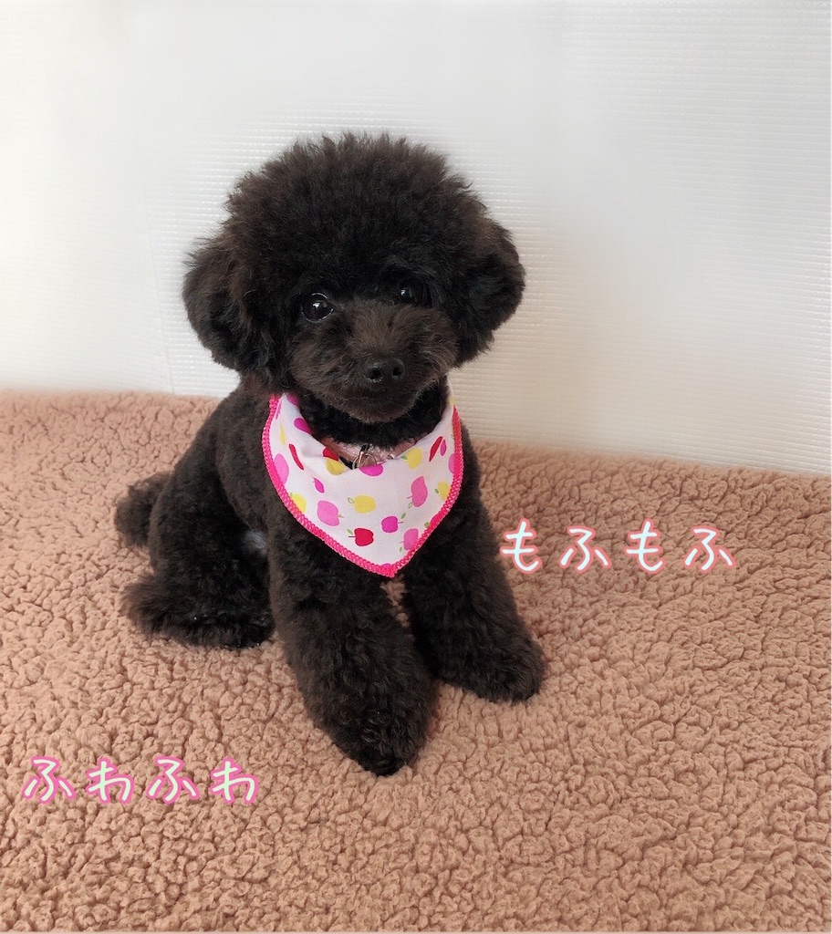 マッシュルームカット 完成 黒トイプー ノアちゃんとママ日記