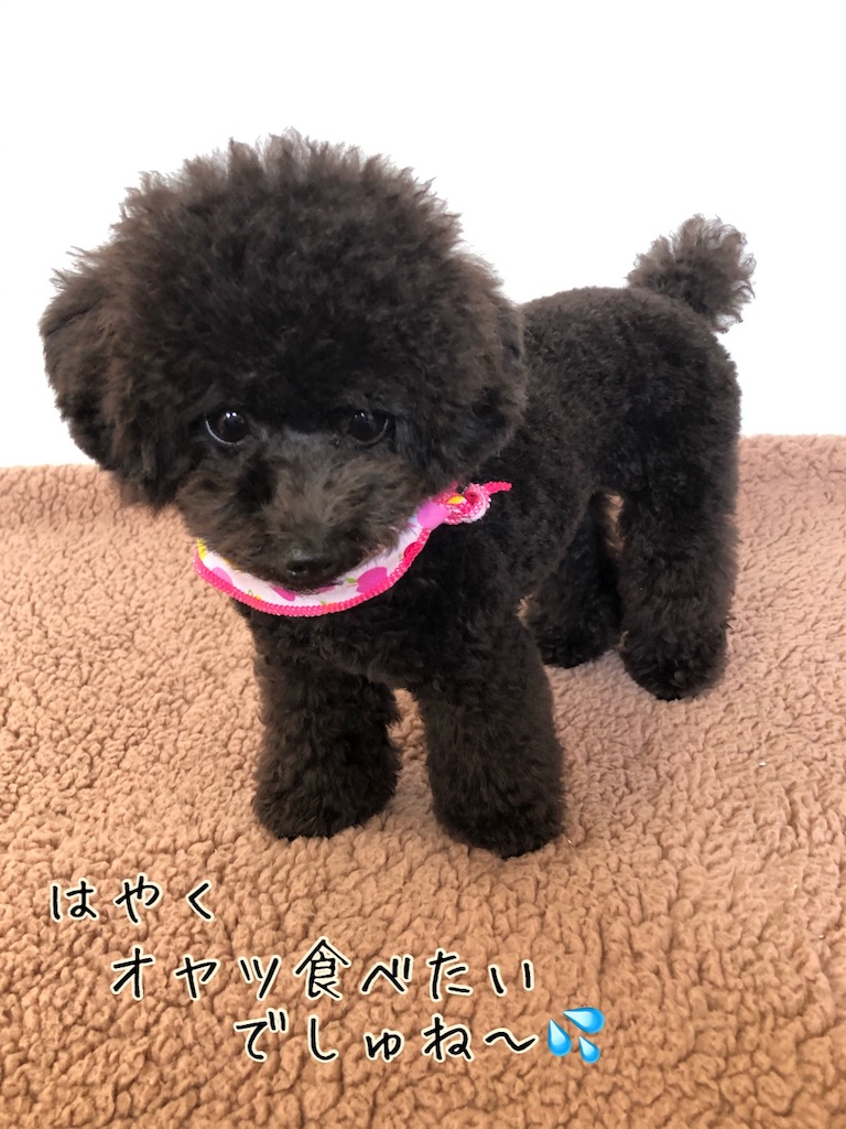 マッシュルームカット 完成 黒トイプー ノアちゃんとママ日記