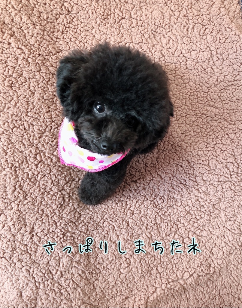 マッシュルームカット 完成 黒トイプー ノアちゃんとママ日記