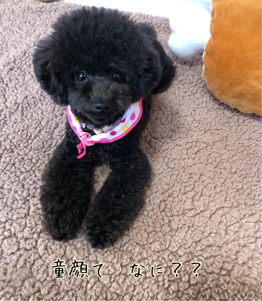 マッシュルームカット 完成 黒トイプー ノアちゃんとママ日記