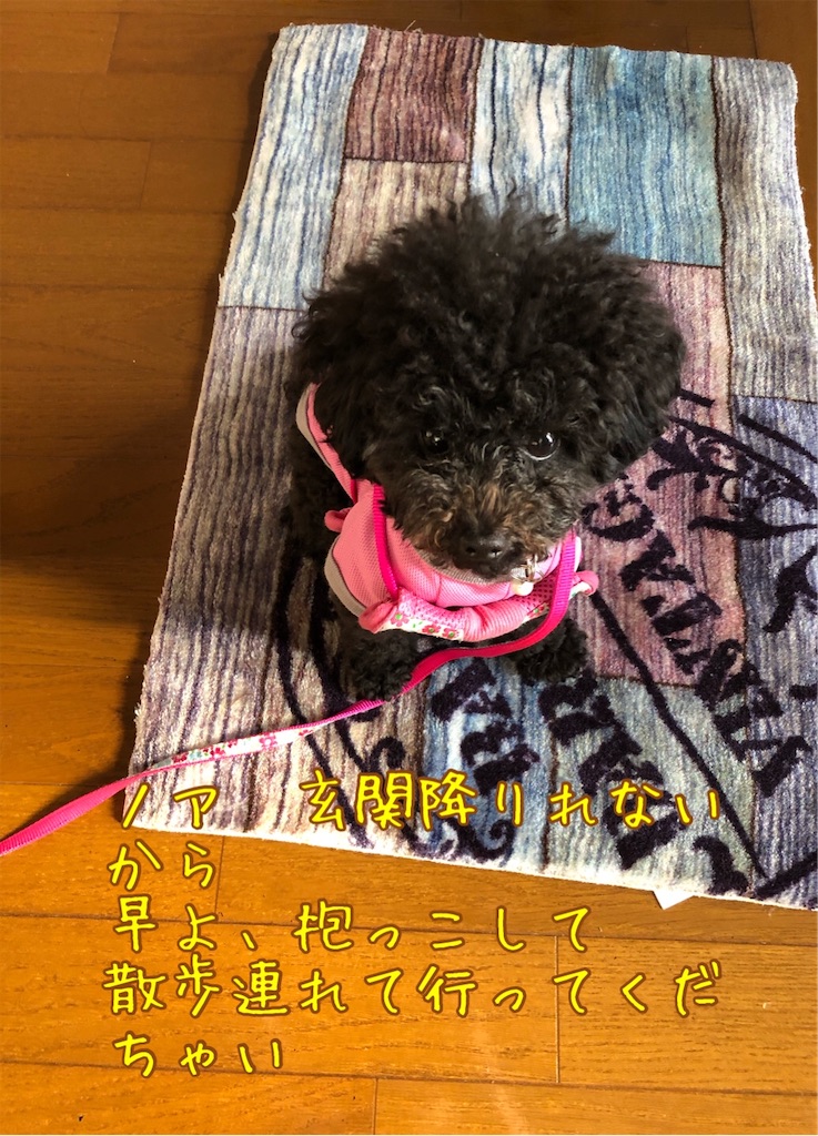 f:id:noadiary:20200502114326j:image f:id:noadiary:20200502114326j:image