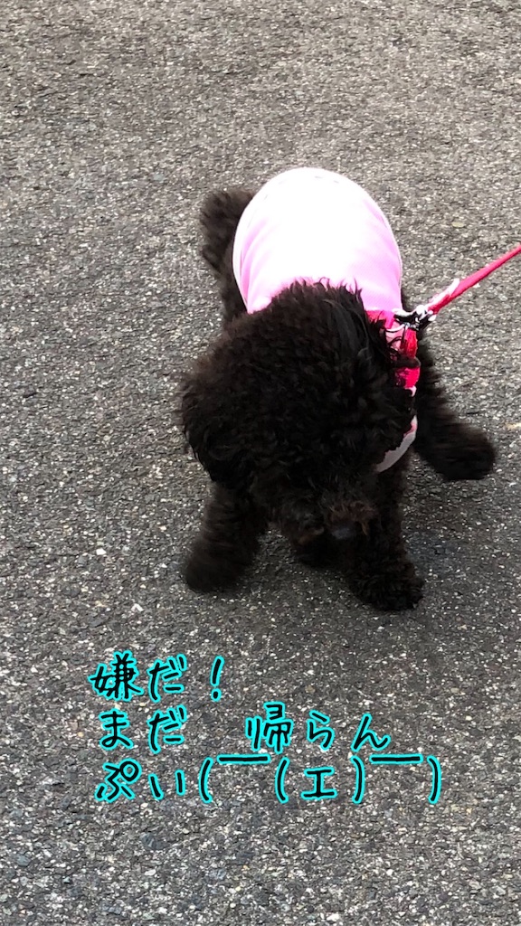 f:id:noadiary:20200502120603j:image f:id:noadiary:20200502120603j:image