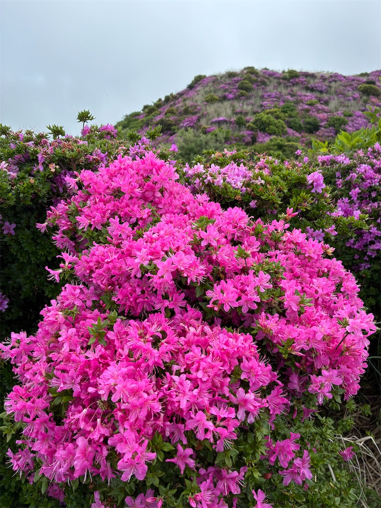 f:id:noaema1963:20260524154435j:image