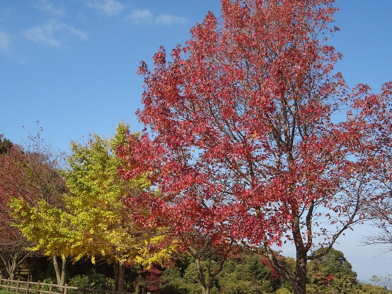 20121118 昼練：紫雲出山