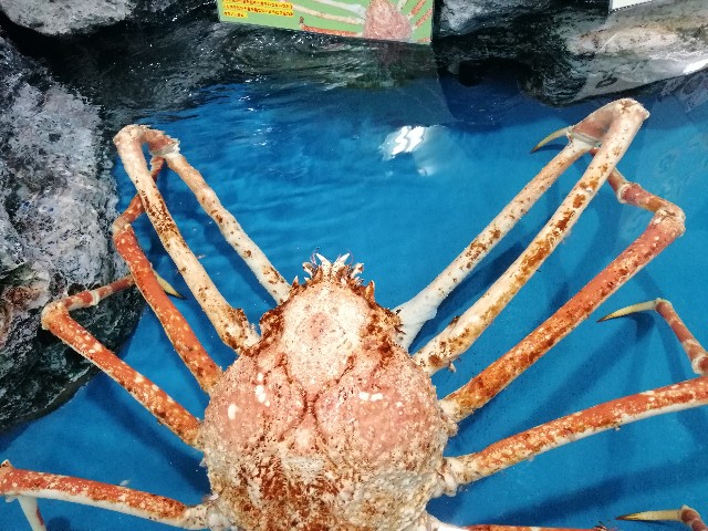f:id:noanova:20190303085554j:image