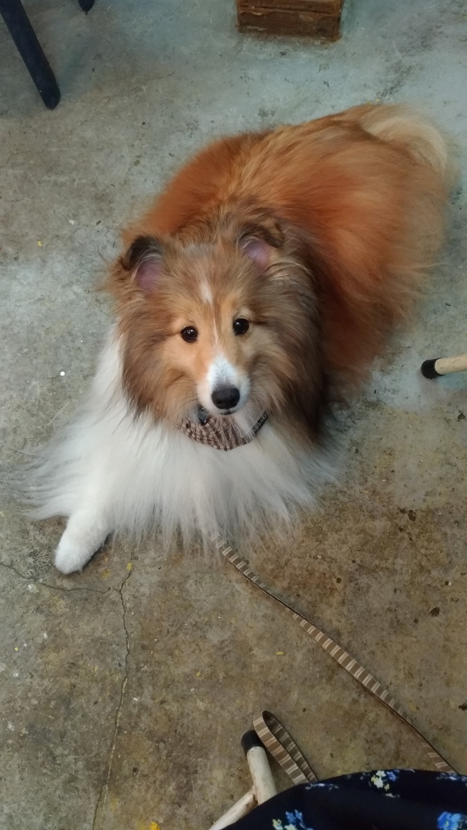 f:id:noaz-dog:20190813183542j:plain