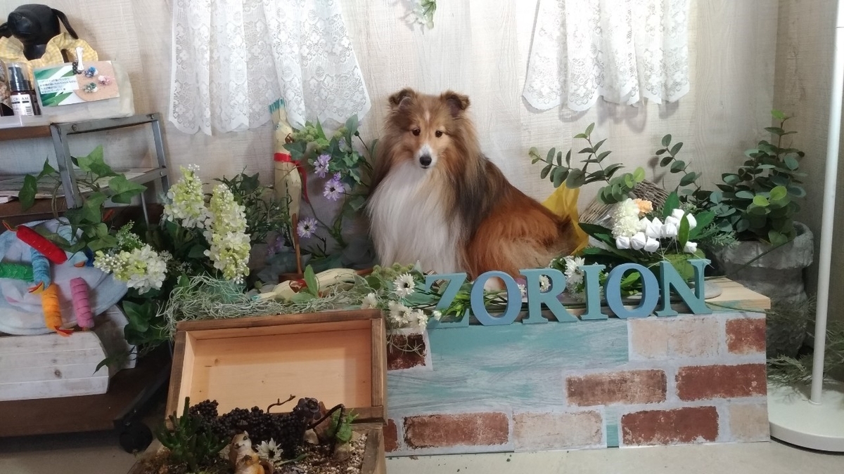 f:id:noaz-dog:20190920200615j:plain