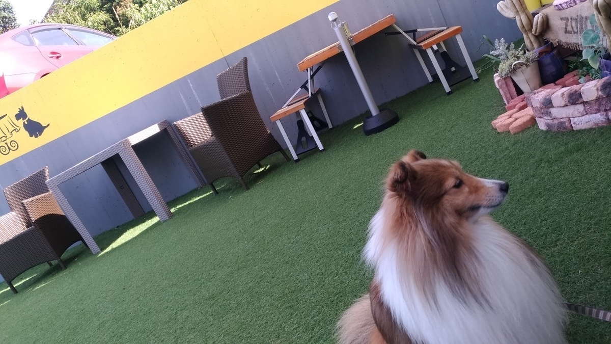 f:id:noaz-dog:20190920201705j:plain