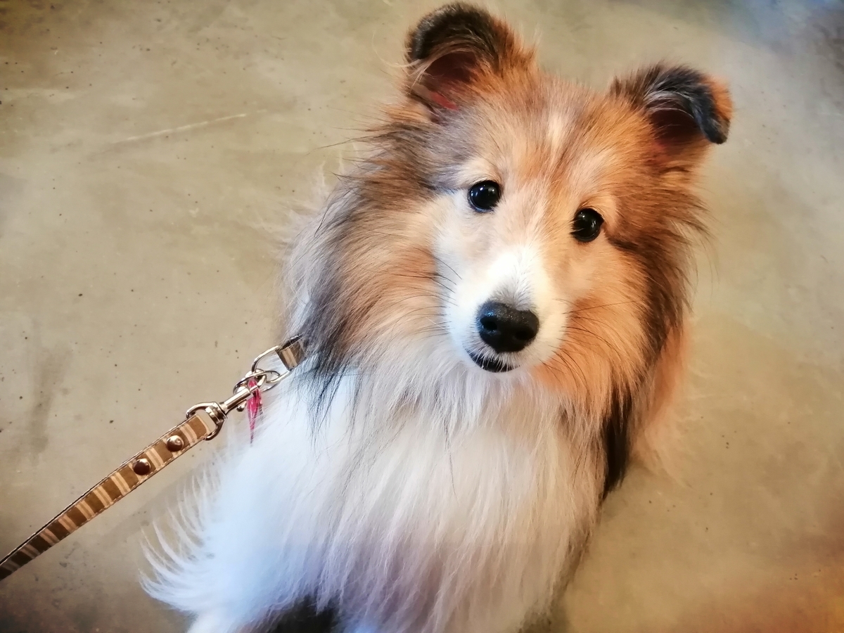 f:id:noaz-dog:20191211175905j:plain
